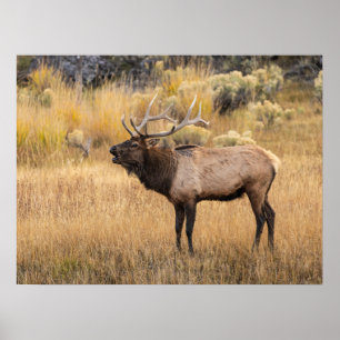 Poster Élan mâle   Parc national de Yellowstone