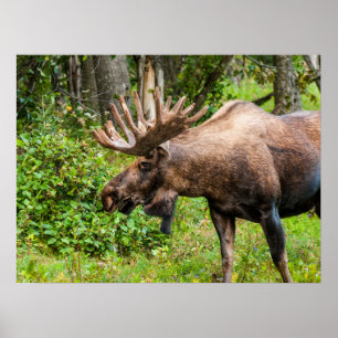 Poster Élan   Péninsule de Kenai, Alaska