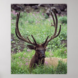 Poster Élans de Taureau se reposant dans le pré alpin