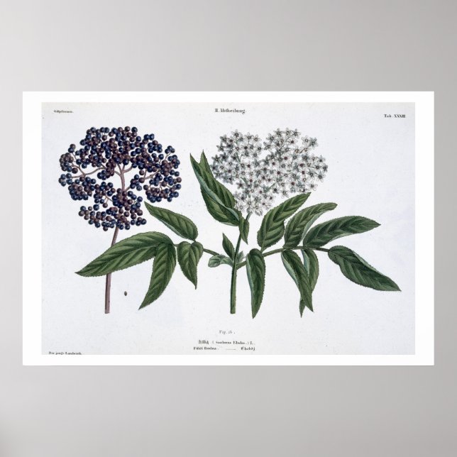 Poster Elder, fig. 13 de "The Young Landsman", publie (Devant)