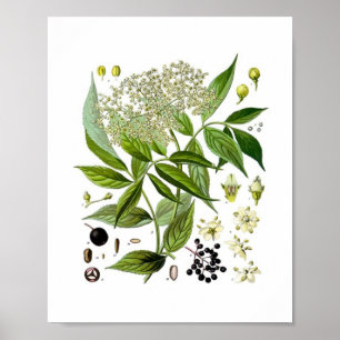 Poster Élégance de sureau : un botanique vintage