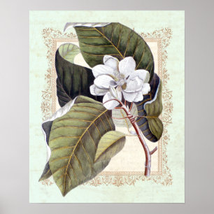 Poster Élégance Sud Vintage Magnolia botanique