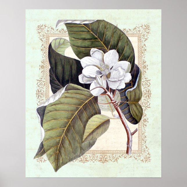 Poster Élégance Sud Vintage Magnolia botanique (Devant)
