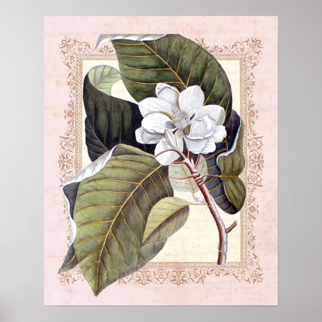 Poster Élégance Sud Vintage Magnolia botanique (Devant)