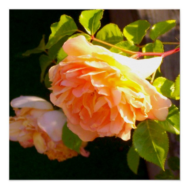 Poster Elégant classique pêche orange rose floral (Devant)
