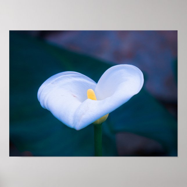 Poster Elegant Heart-Shaped White Calla Lily (Devant)
