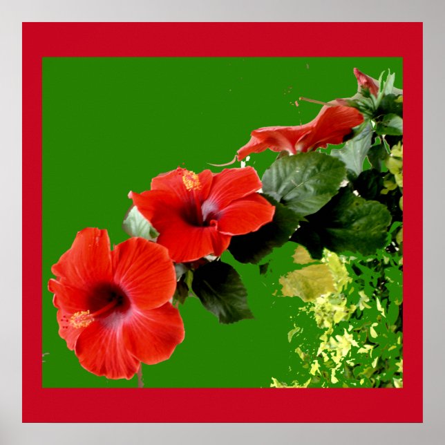 Poster Élégant Hibiscus rouge dans l'affiche en pleine fl (Devant)