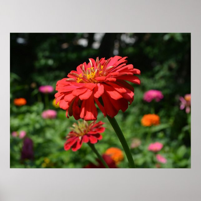Poster Élégant jardin fleuri rouge orangé fleurs roses (Devant)