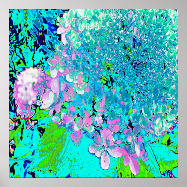Poster Élégant Limelight rose et bleu Hydrangea (Devant)