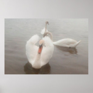 Poster Elegant Modern Watercolors Art Swans On The Danube