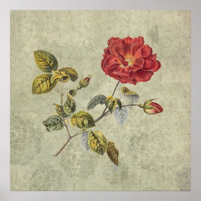 Poster Élégant Rose français Vintage (Devant)