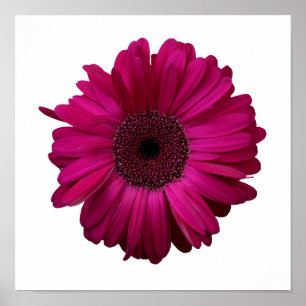 Poster élégant rose Gerbera Daisy
