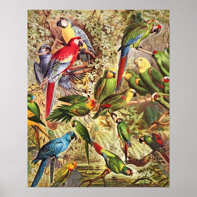 Poster Élégant Vintage Oiseaux tropicaux Parrots (Devant)