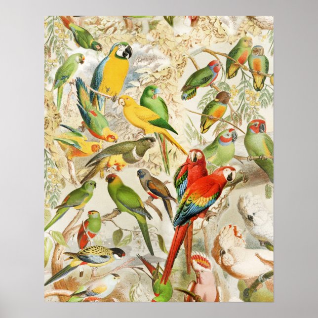 Poster Élégant Vintage Oiseaux tropicaux Parrots (Devant)