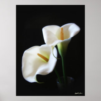 Poster Elégante Calla Lily Fleurs 13