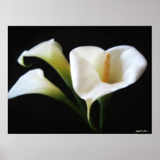 Poster Elégante Calla Lily Fleurs 9