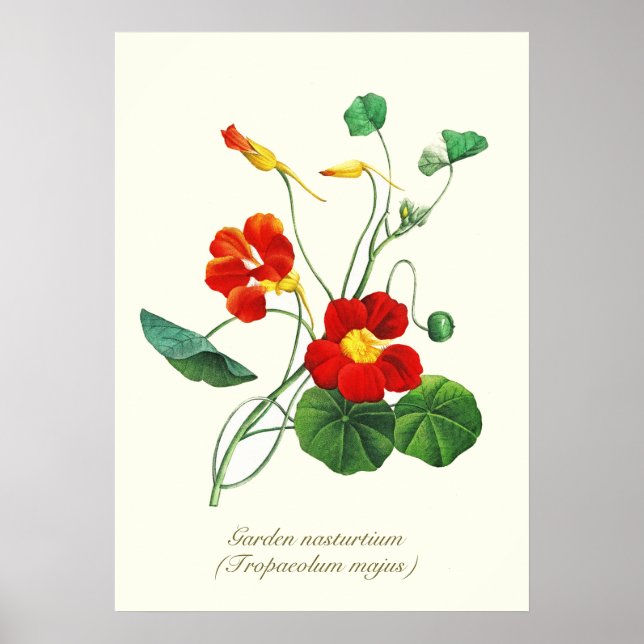 Poster Élégante Fleurs Botaniques Vintages Nasturtium (Devant)