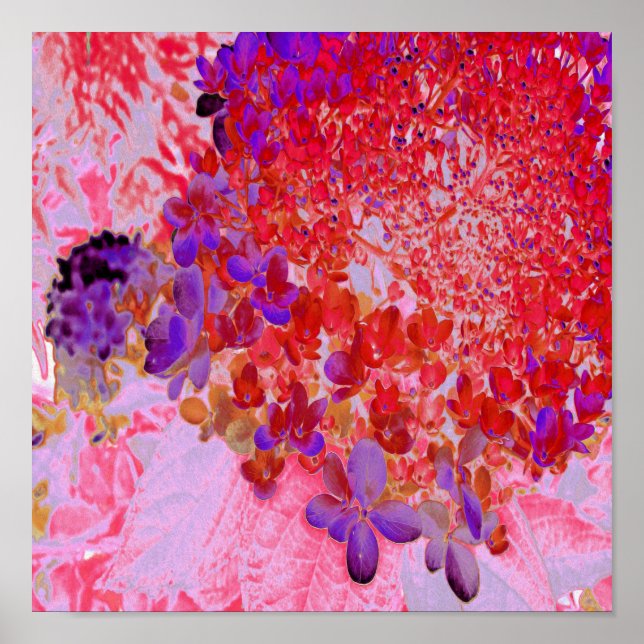 Poster Élégante Hydrangée violette et orange Limelight (Devant)