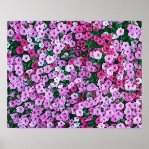 Poster Élégante marguerite rose florale Acrylique