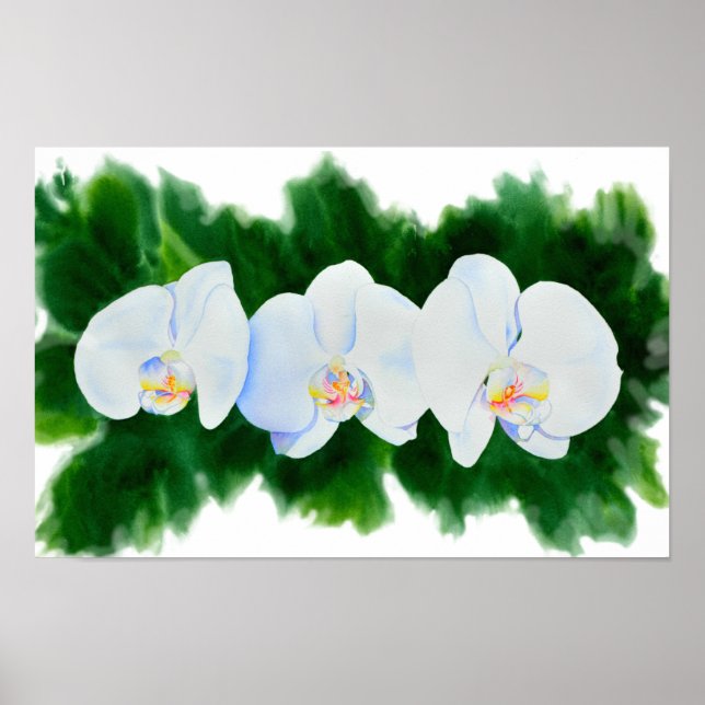 Poster Elégante peinture d'orchidée tropicale blanche (Devant)