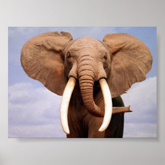 Poster Eléphant