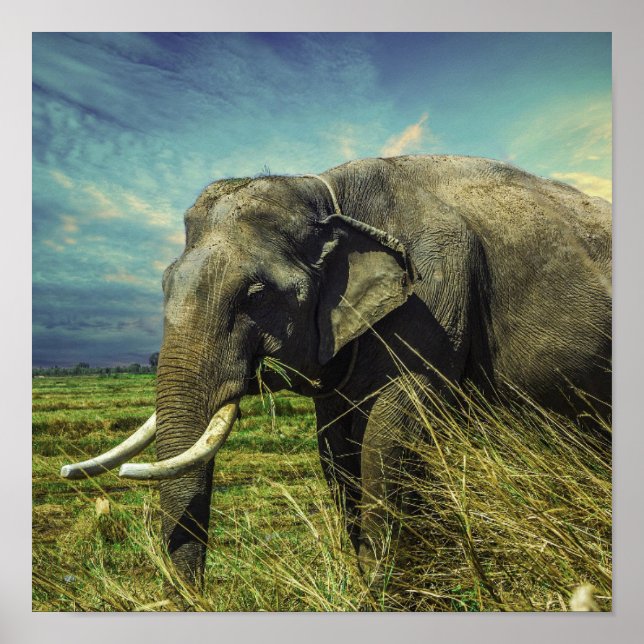 Poster Eléphant (Devant)