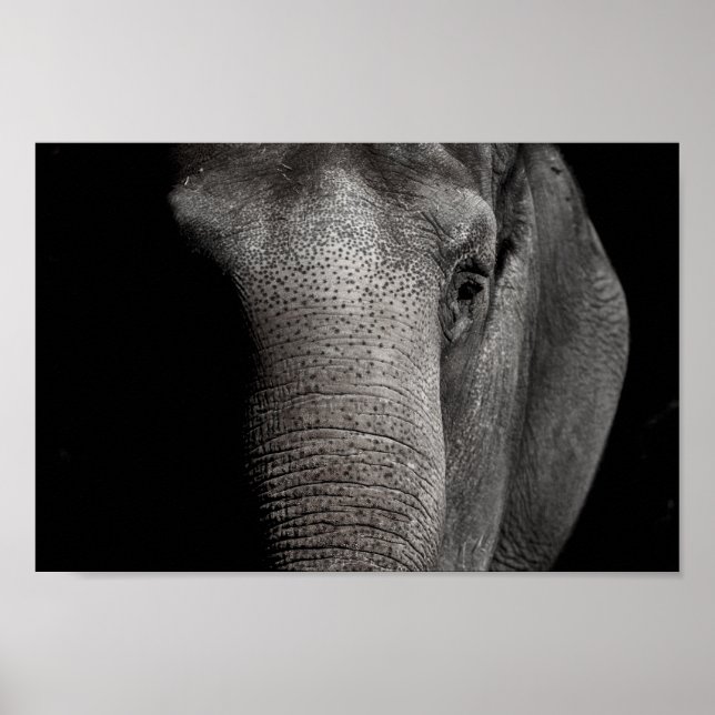 Poster éléphant (Devant)