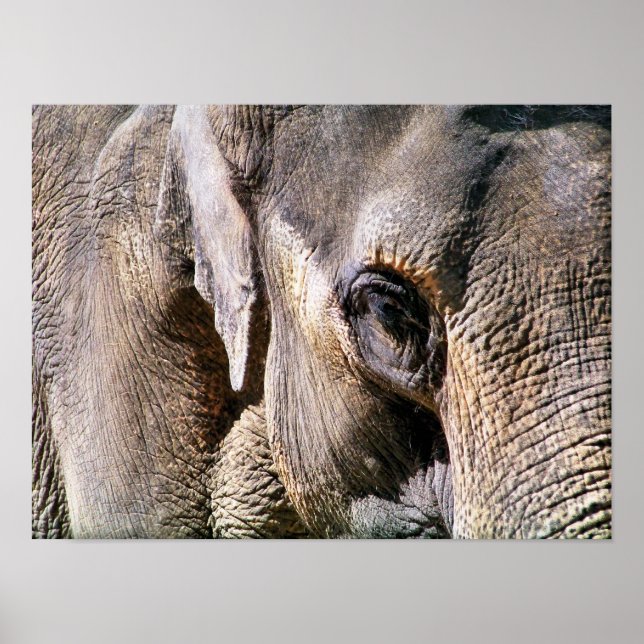 POSTER ÉLÉPHANT (Devant)