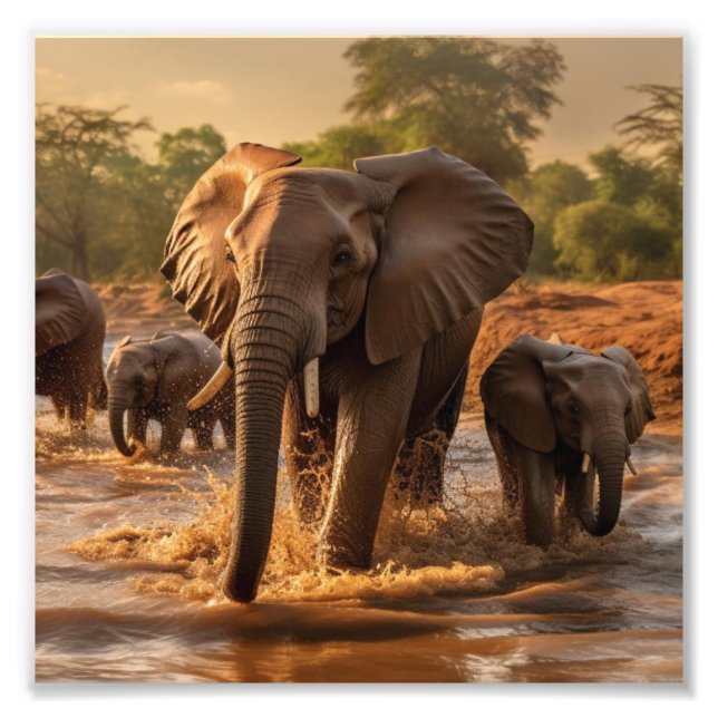 Poster éléphant (Devant)