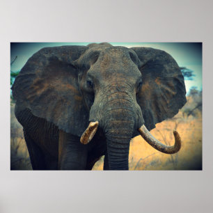 Poster Eléphant africain