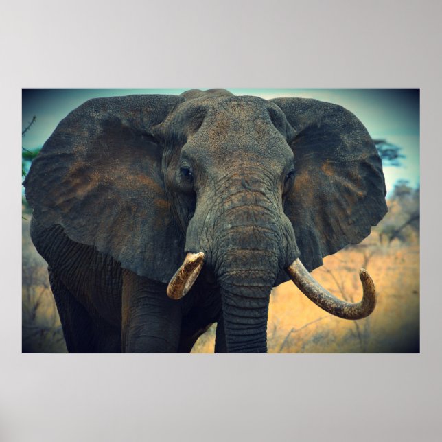 Poster Eléphant africain (Devant)