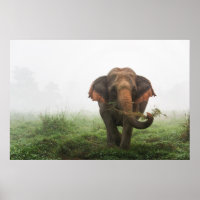 Eléphant asiatique en Thaïlande