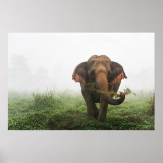 Poster Eléphant asiatique en Thaïlande