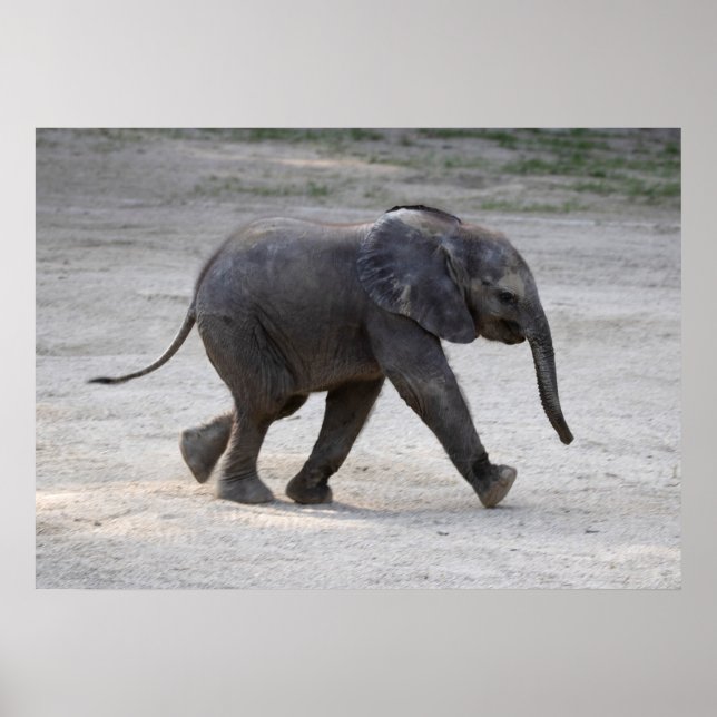 Poster Eléphant bébé doux Kibali (Devant)