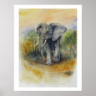Poster Éléphant d'Afrique