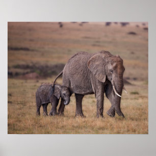 Poster Éléphant d'Afrique avec bébé