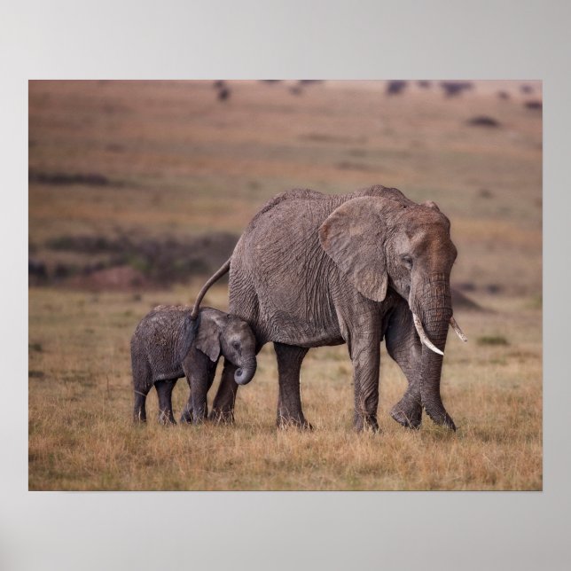 Poster Éléphant d'Afrique avec bébé (Devant)