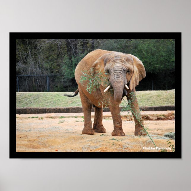 Poster Éléphant d'Afrique mangeant (Devant)