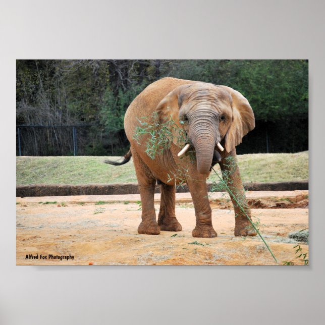 Poster Éléphant d'Afrique mangeant (Devant)