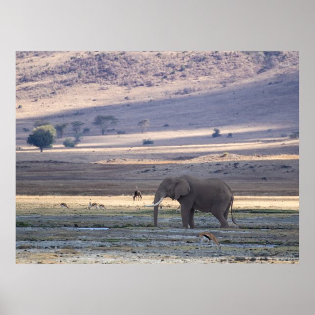 Poster Elephant dans le cratère de Ngorongoro — Safari de (Devant)