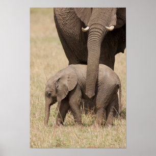 Poster Éléphant de bébé africain avec mère