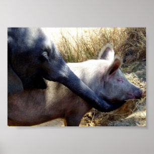 Poster Éléphant et porc en Afrique