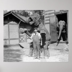 Poster Éléphant exécutant un tour, 1915. Photo ancienne
