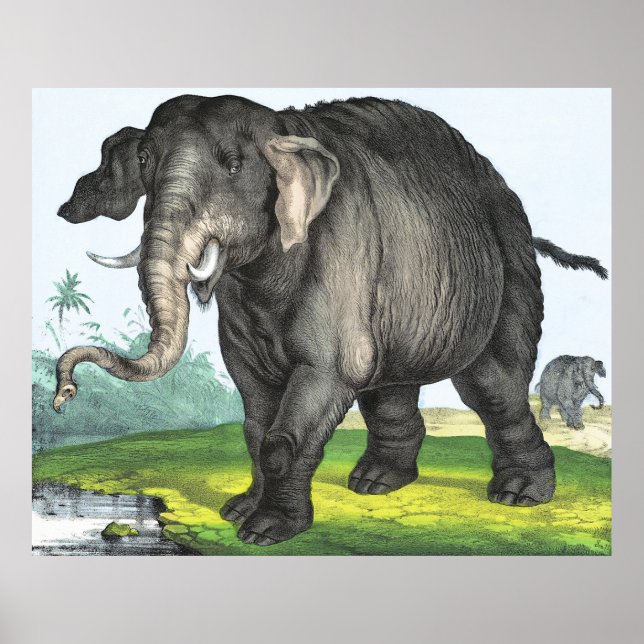 Poster Eléphant gris (Devant)