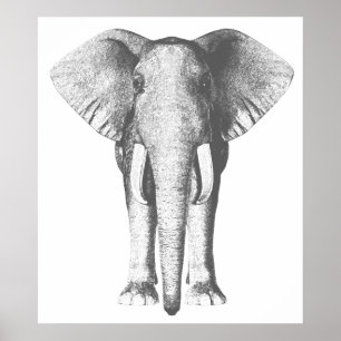 Poster Elephant in Black and White