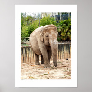 Poster éléphant indien