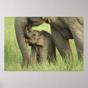 Poster Eléphant indien / asiatique et jeune, Corbett 2