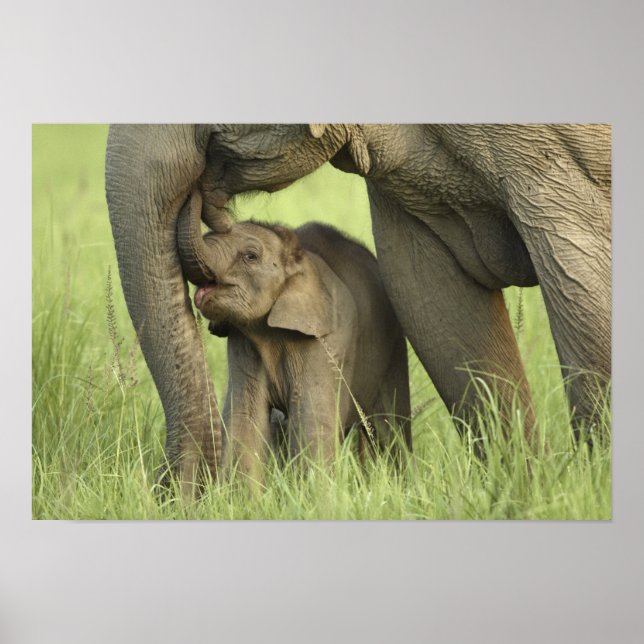 Poster Eléphant indien / asiatique et jeune, Corbett 2 (Devant)