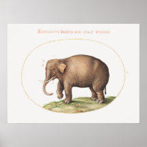 Eléphant Joris Hoefnagel avec éclairage d'insectes