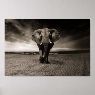 Poster Eléphant noir et blanc